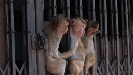 long-tailed macaque, macaca fascicularis, lop buri, thailand