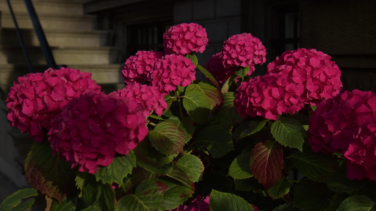 Beautiful Pink Hydrangea Flowers In The Garden. Close-up shot