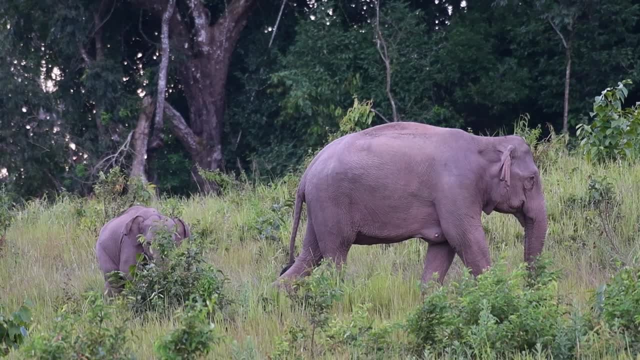 un adulto moviéndose hacia el lado derecho y un joven parece seguirlo, elefante indio, elephas maximus indicus, tailandia