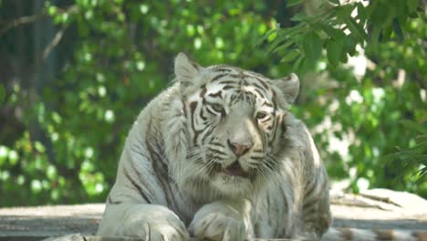 close up of white bengal tiger licking and washing himself