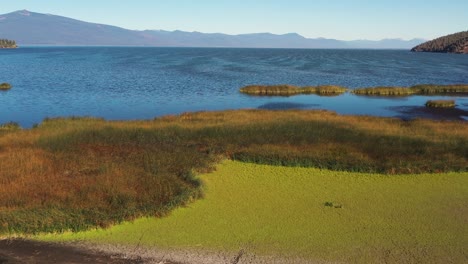 Volando-Sobre-El-Hábitat-De-Los-Pantanos-De-Humedales-Al-Final-Del-Lago-Klamath-En-El-Sur-De-Oregon