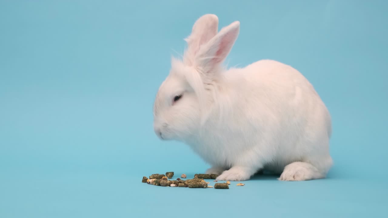 토끼는 즐거움으로 음식을 먹습니다. 파란색에  부활절 토끼