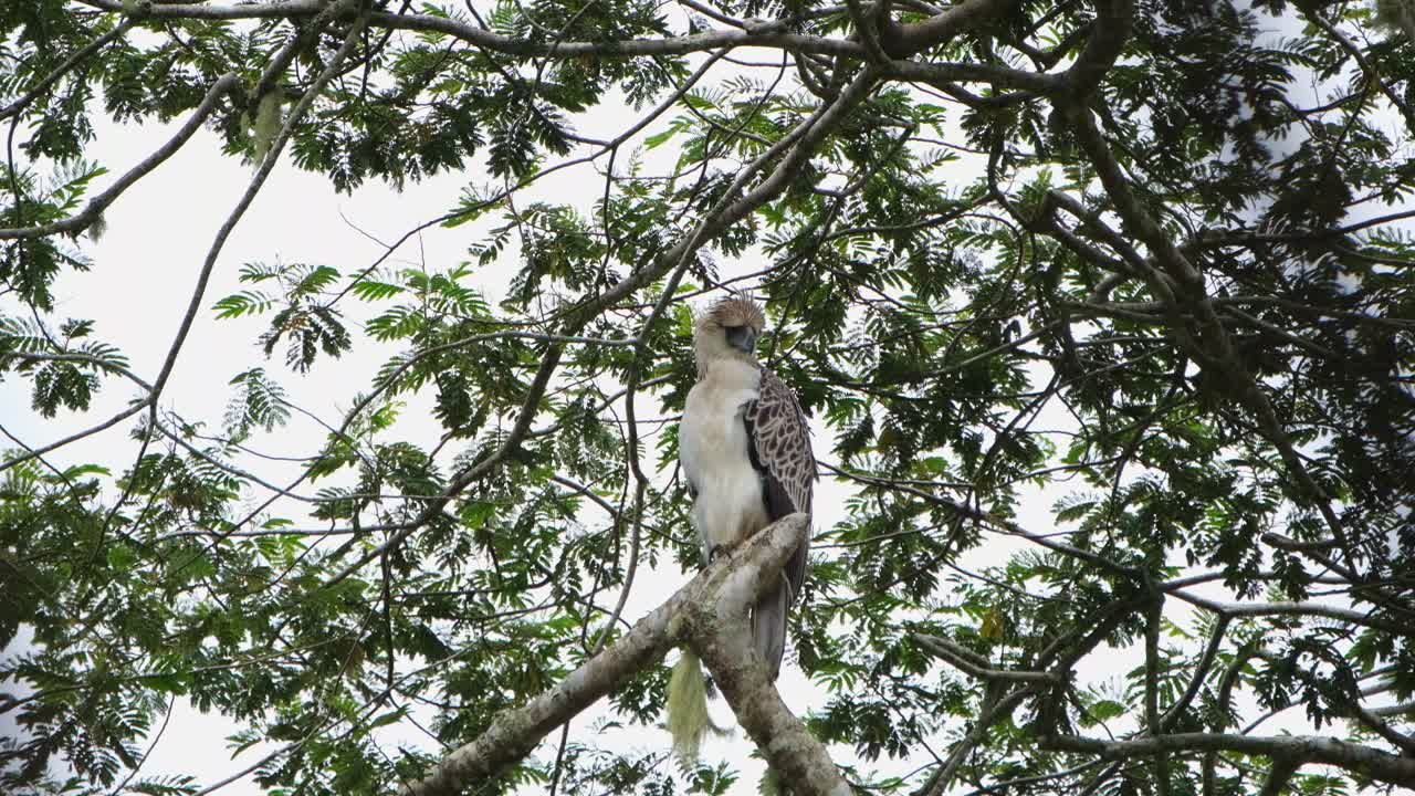 águila filipina pithecophaga jefferyi, filipinas, visto mirando hacia abajo en su lado izquierdo mientras el viento sopla en la selva tropical