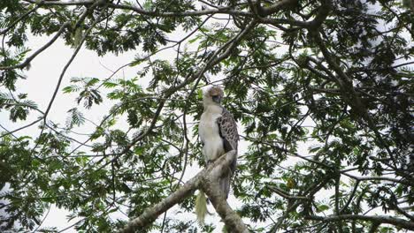 Seen-looking-downwards-on-its-left-side-as-the-wind-blows-in-the-rainforest,-Philippine-Eagle-Pithecophaga-jefferyi,-Philippines