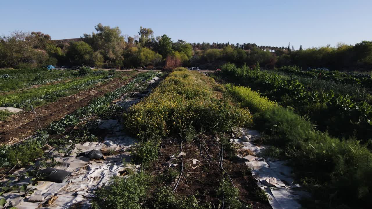 Drone flies above lush organic farm in Neot Smadar, rows of green crops and flowers, natural farming, sustainability and healthy living in rural Israel.