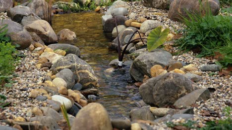 small water course with aquatic plants, symbolizing a natural, relaxing hydelic setting.