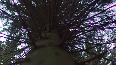 view from ground looking up trunk through branches and leaves of evergreen tree growing in forest 1