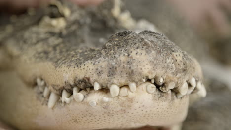 american alligator close up face