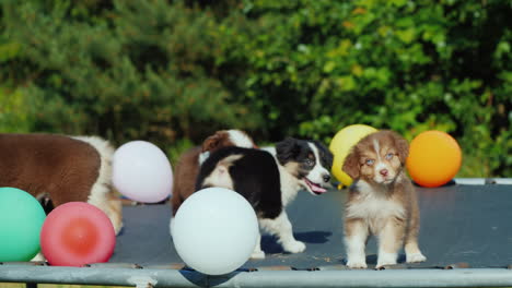 Mehrere-Welpen-Laufen-Auf-Einem-Trampolin-Unter-Der-Ballon-kleinen-Hundeparty