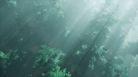 aerial sunrays in forest with fog