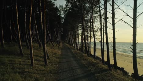 path in the forest by the beach illuminated by sunlight