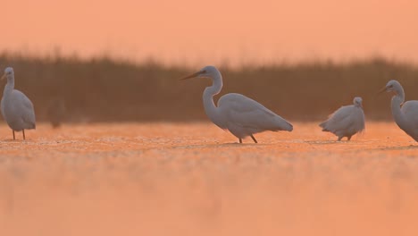 flock of great egrets fishing  in misty morning