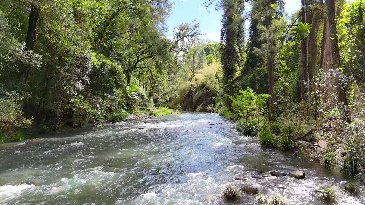 A tranquil stream flows through lush forest in Bellingen, NSW, under natural sunlight, capturing the serene beauty of nature