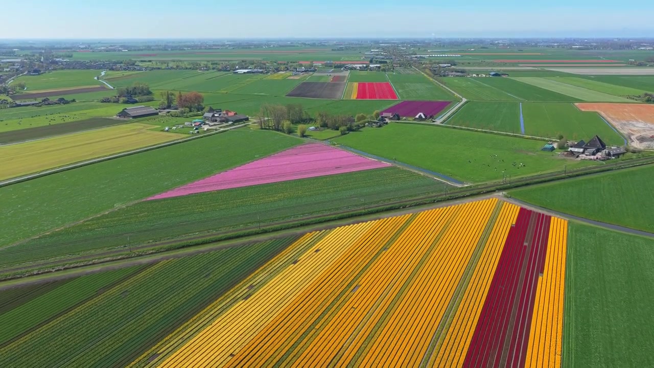 Vista aerea di campi di tulipani colorati nei Paesi Bassi