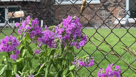 Butterfly-flying-and-feasting-on-a-purple-phlox-on-a-sunny-day