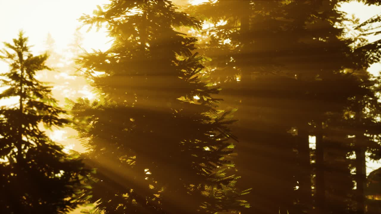 туманный лес до восходящего дня