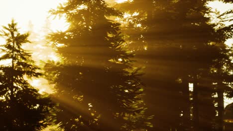 el bosque brumoso hasta el día naciente