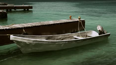 barco delfín 04