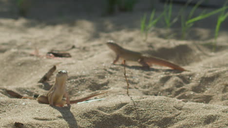 handheld shot of lizards in their habitat on the beach