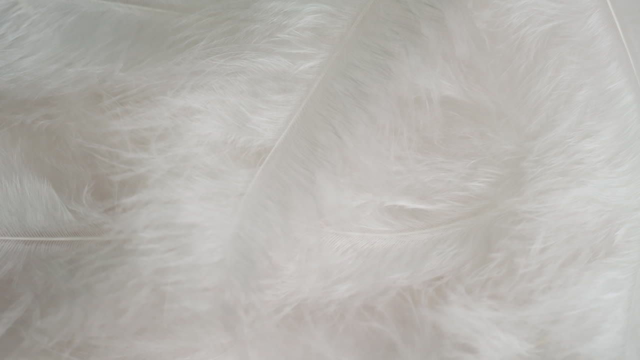 белые перья на заднем плане
