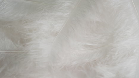 white feathers background