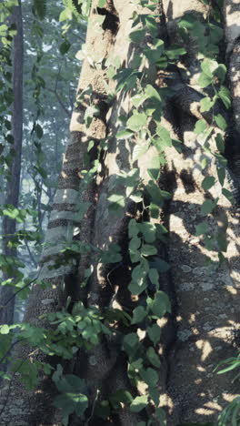 sunlight filtering through the dense foliage of a tropical rainforest