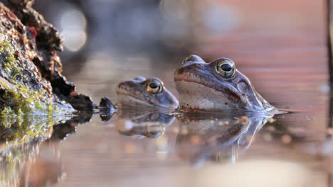 brown frog (rana temporaria) close-up in a pond.