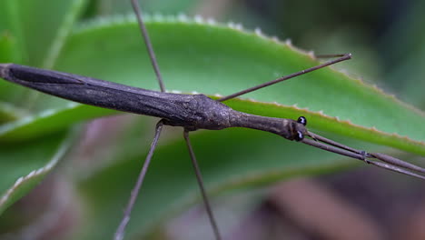 acercamiento al tórax del insecto palo de agua