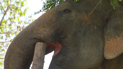 close up of an asian elephant trumpeting