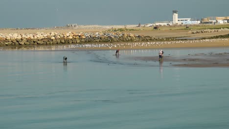 gente cavando en busca de almejas durante la marea baja en el bou regreg en el puerto de rabat, marruecos en febrero