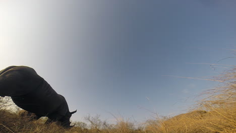 ground level perspective of southern white rhino grazing on a sunny day in the greater kruger park