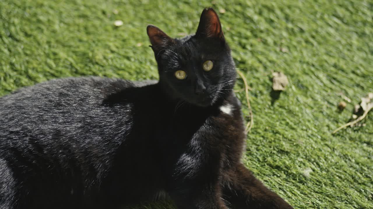 hermoso gato negro en el jardín