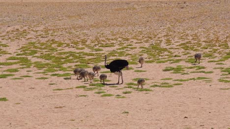 a mother bird ostrich and her babies walk in the desert