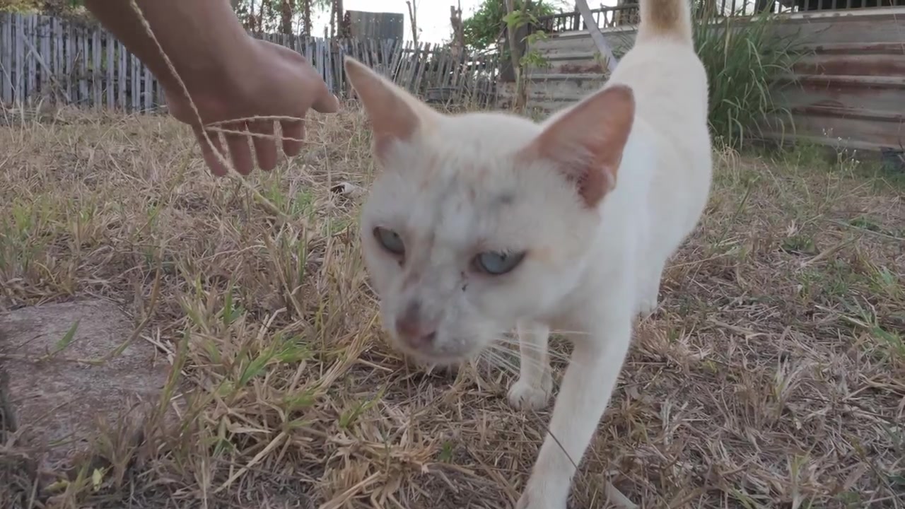 Persona che accarezza un gatto bianco amichevole all'aperto