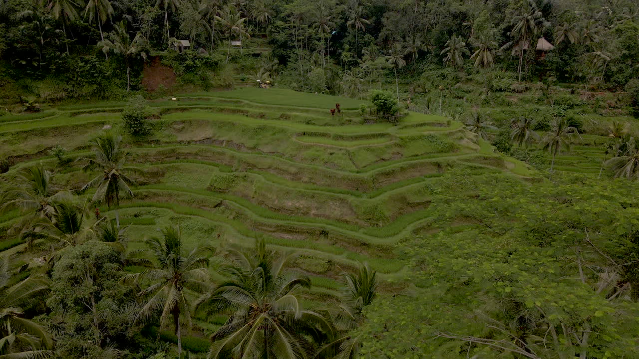 vista aérea de la plantación de arroz en bali