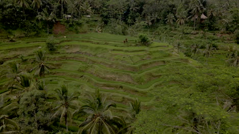 vista aérea de la plantación de arroz en bali