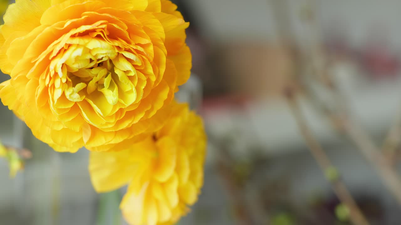 A fluid dolly shot moves right-to-left across a vibrant bouquet, highlighting the delicate petals of a bright yellow Ranunculus flower in a flower shop