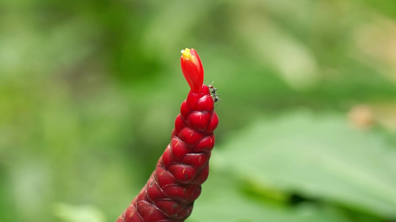 Scatto macro statico di una piccola formica nera che esplora l'apice di un'infiorescenza allungata di zenzero a bottone rosso (Costus woodsonii) accanto a un tubulo floreale giallo fresco e in via di emersione