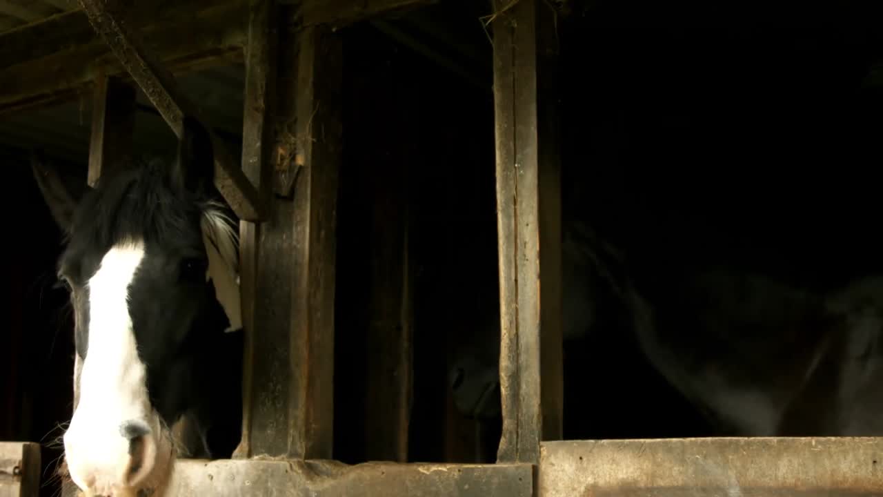 Horses in stable in the countryside