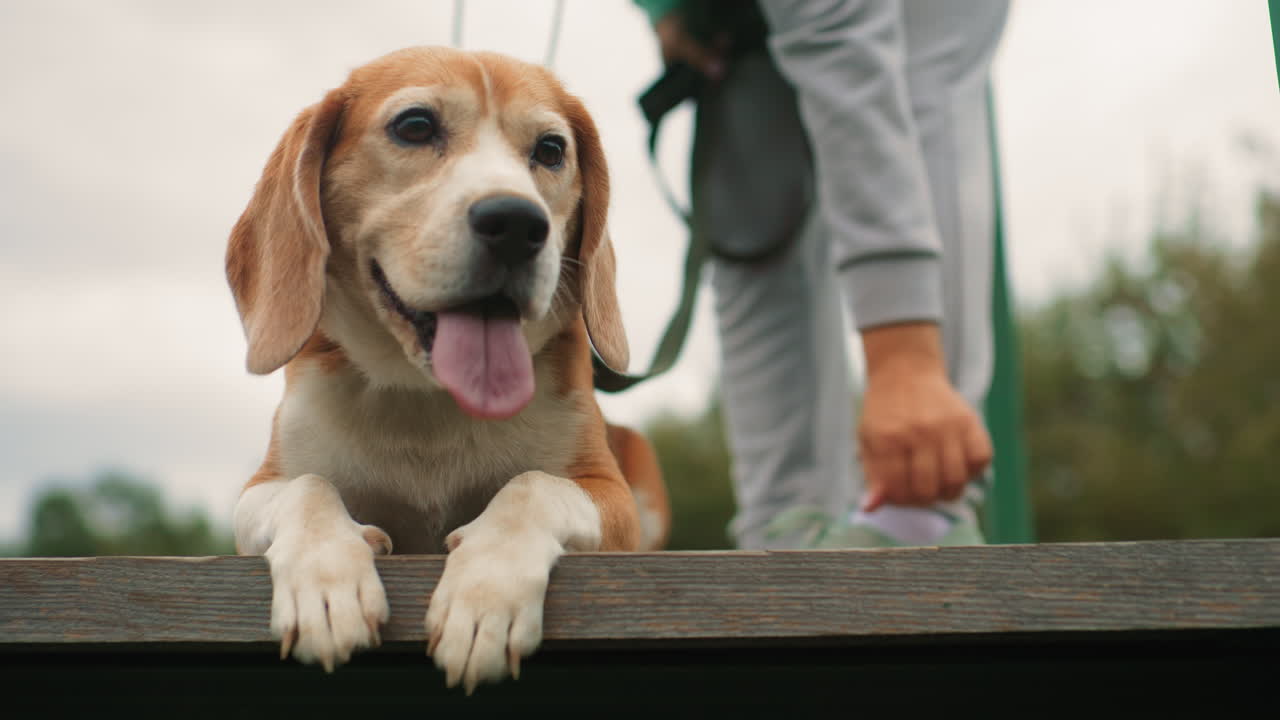 beagle dog lying down with tongue out looking playful while trainer bends adjusting shoe robe and trouser holding dog lead on bright cloudy day outdoors showing joyful bond friendship