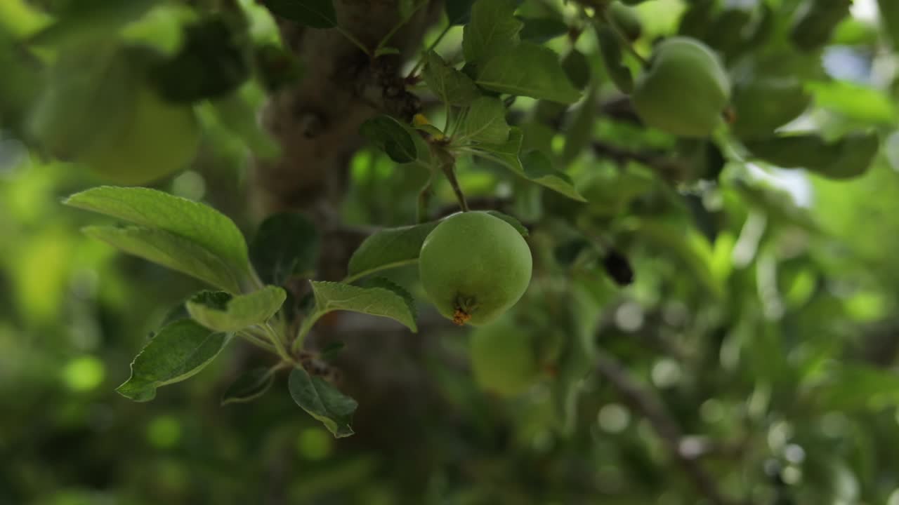 cultivo de manzanas frescas en el manzano en la plantación de huertos, carro de primer plano fuera