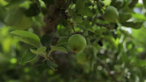 在果园种植园中种植新鲜<unk>果,近距离的娃娃