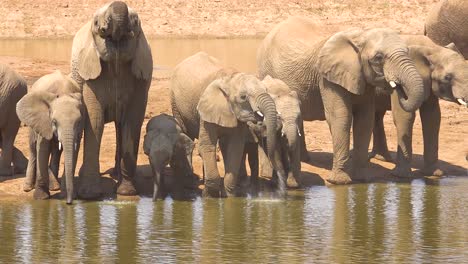 a large herd of thirsty and dusty african elephants arrive at a watering hole and drink and play in erindi park namibia 3