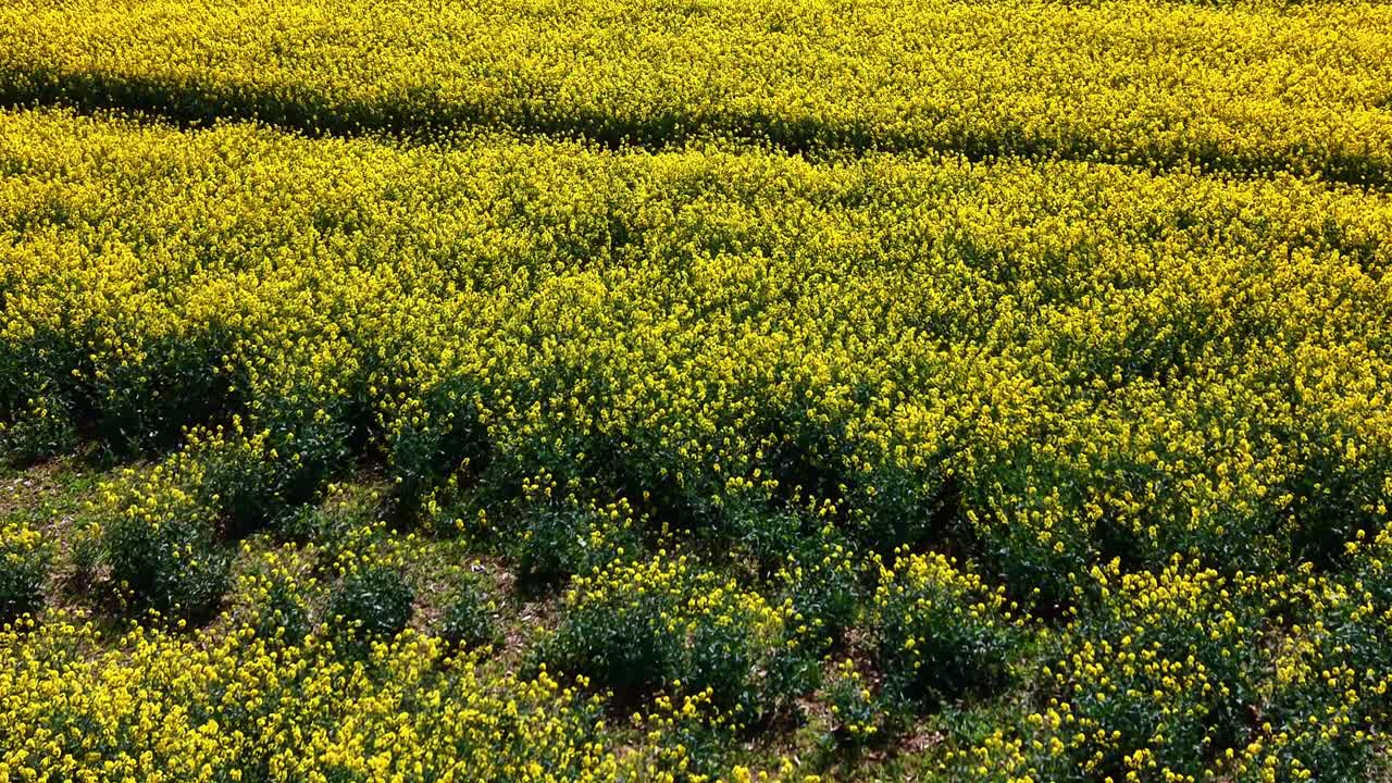 Campo di colza (Brassica napus, famiglia Brassicaceae) in fiore che mostra una densa struttura di coltura fiorita a bassa quota, ripresa ravvicinata in volo in avanti con drone