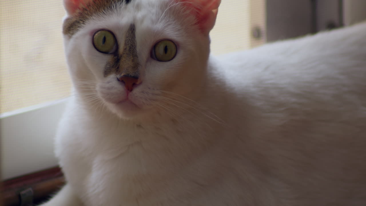Primo piano di un curioso gatto bianco con occhi verdi