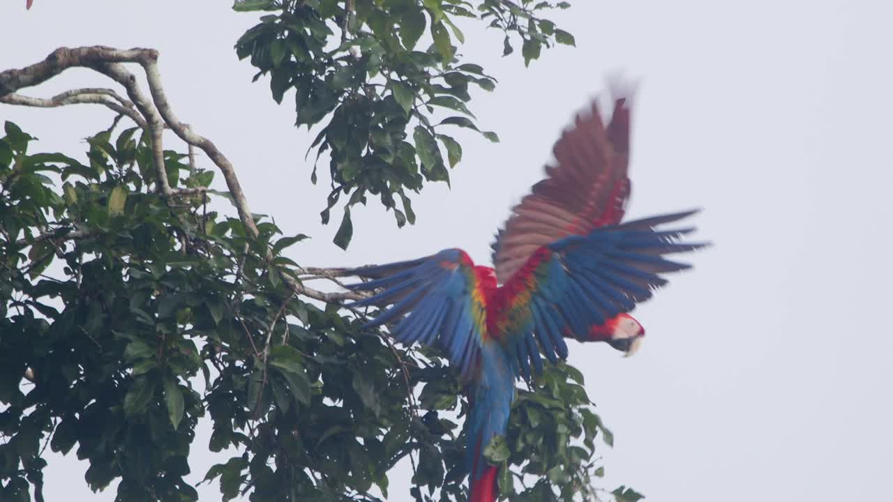 A fierce Scarlet Macaw duel unfolds in slow motion as they fight for a perch in Peru’s jungle.