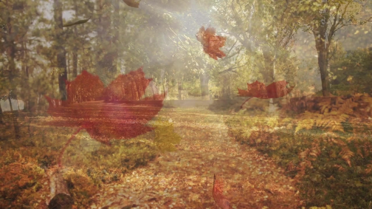 La lumière du soleil filtre à travers les arbres sur un sentier forestier avec des feuilles d'automne éparpillées.