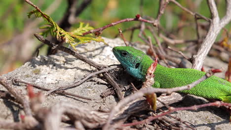 Profil-Of-A-Green-Lizard-Monitoring-Its-Environment,-Tongue-Out