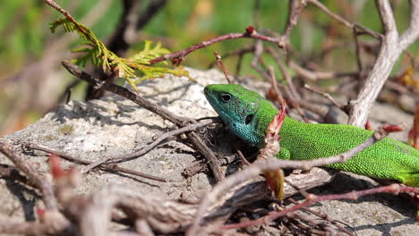 perfil de un lagarto verde monitoreando su entorno, sacando la lengua
