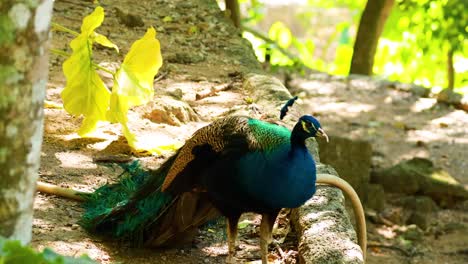 peacock displaying vibrant feathers in natural habitat